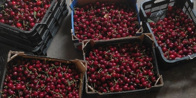 Hola, me gustaría colaborar con un comprador de cerezas.