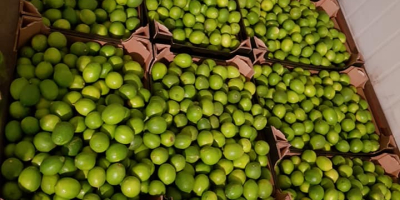 Limonka sin semillas de Egipto, de alta calidad