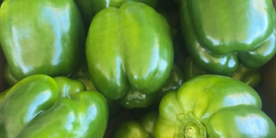 PIMIENTOS VERDES A LA VENTA – GRANDES VOLÚMENES DISPONIBLES