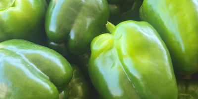 PIMIENTOS VERDES A LA VENTA – GRANDES VOLÚMENES DISPONIBLES