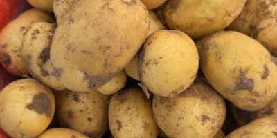 Venderé patatas Colombo y Riviera, cosechadas por encargo.