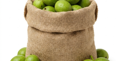 Nueces verdes frescas y jóvenes a la venta, cosecha