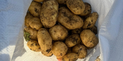 El productor vende patatas blancas y rojas; ofrecemos calidad