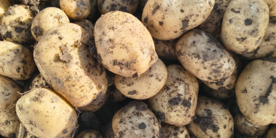 El productor vende patatas blancas y rojas; ofrecemos calidad