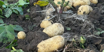 El productor vende patatas blancas y rojas; ofrecemos calidad