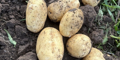 El productor vende patatas blancas y rojas; ofrecemos calidad