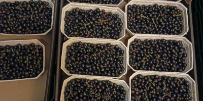 Venderé una barra transversal negra, 500 g, una sartén