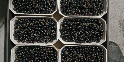 Venderé una barra transversal negra, 500 g, una sartén