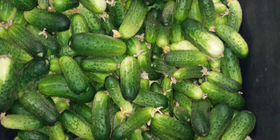 Vendo pepinos de campo polacos de mi propia granja.