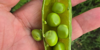 VENDO GUISANTES FRESCOS DE HUERTO — 5 HA, COSECHA