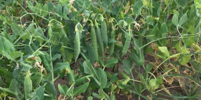 VENDO GUISANTES FRESCOS DE HUERTO — 5 HA, COSECHA