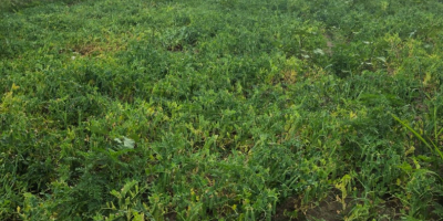 VENDO GUISANTES FRESCOS DE HUERTO — 5 HA, COSECHA