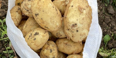 ¡Patatas a la venta, directamente del productor! Para más