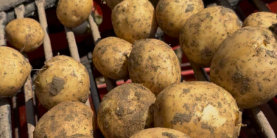 ¡Patatas a la venta, directamente del productor! Para más