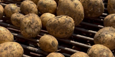 ¡Patatas a la venta, directamente del productor! Para más