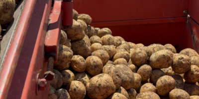 ¡Patatas a la venta, directamente del productor! Para más