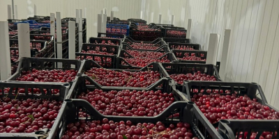 Ya están disponibles cerezas ácidas frescas para procesamiento industrial.