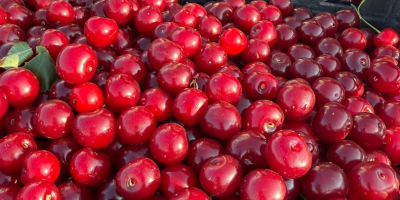 Ya están disponibles cerezas ácidas frescas para procesamiento industrial.