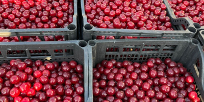 Ya están disponibles cerezas ácidas frescas para procesamiento industrial.
