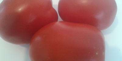Venderé tomates de campo: redondos y oblongos, el precio