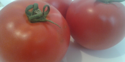 Venderé tomates de campo: redondos y oblongos, el precio