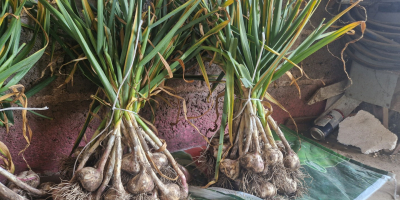 Hola. Tengo ajos a la venta en calibres 4.5,