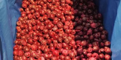 Cerezas ácidas IQF (sin hueso) ✅ Congeladas IQF ✅