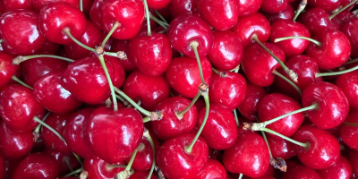 Vendo cerezas de alta calidad, con un sabor excelente.