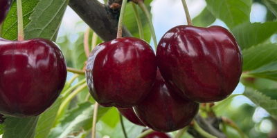 Vendo cerezas de alta calidad, con un sabor excelente.