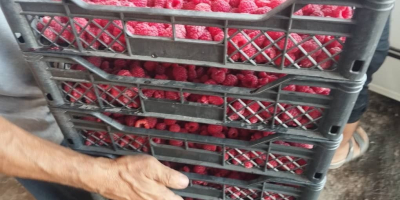 Exportación de frambuesas IQF de Uzbekistán: frambuesas enteras 90/10,