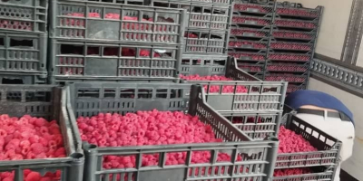 Exportación de frambuesas IQF de Uzbekistán: frambuesas enteras 90/10,