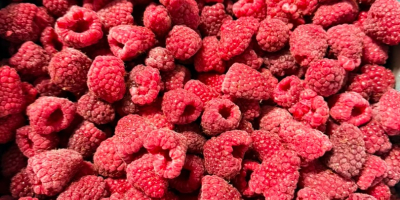 Exportación de frambuesas IQF de Uzbekistán: frambuesas enteras 90/10,