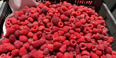 Exportación de frambuesas IQF de Uzbekistán: frambuesas enteras 90/10,