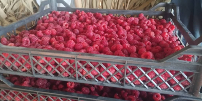 Exportación de frambuesas IQF de Uzbekistán: frambuesas enteras 90/10,