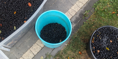 Hola, nos estamos preparando para la cosecha. Ofrezco a