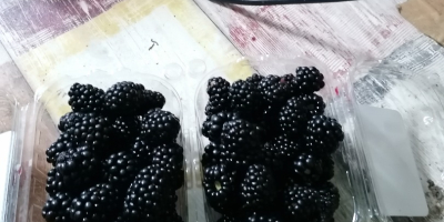 Vendemos moras dulces y sabrosas de la plantación Udati-Manzu,