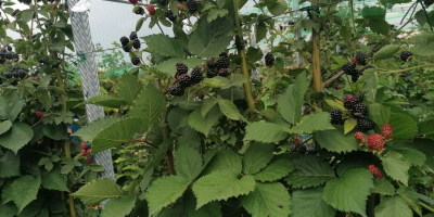 Vendemos moras dulces y sabrosas de la plantación Udati-Manzu,