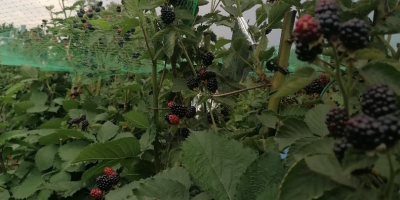Vendemos moras dulces y sabrosas de la plantación Udati-Manzu,