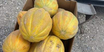 Productor de melones, el precio se determina por mensaje