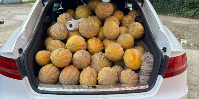 Productor de melones, el precio se determina por mensaje