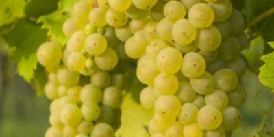En Somogysámson se venden uvas para vino en pequeñas