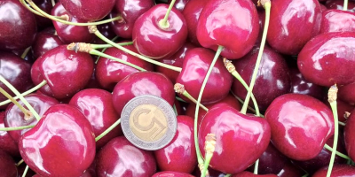 Vendo cerezas. Tengo variedades como Kordia y Regina. Tengo