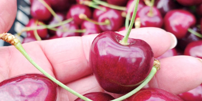 Vendo cerezas. Tengo variedades como Kordia y Regina. Tengo