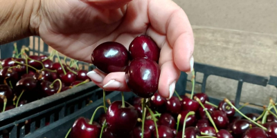 Vendo cerezas. Tengo variedades como Kordia y Regina. Tengo