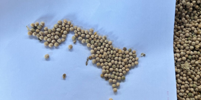 Tengo a la venta 150 t de guisantes amarillos,