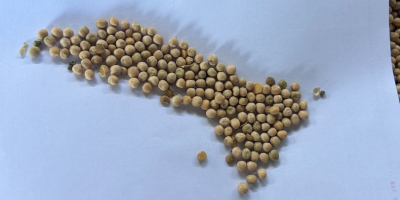 Tengo a la venta 150 t de guisantes amarillos,