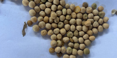 Tengo a la venta 150 t de guisantes amarillos,
