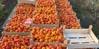 Hola, mi nombre es Olga, exportadora de fruta de