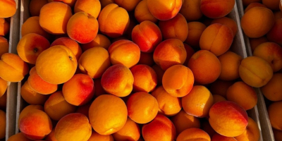 Hola, mi nombre es Olga, exportadora de fruta de