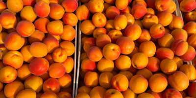 Hola, mi nombre es Olga, exportadora de fruta de